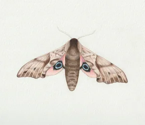 Falena dagli occhi di falco, 2023 (acquerello)