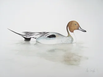 Anatra, 2011 (acquerello e matita)