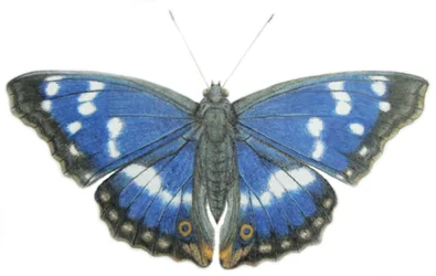Imperatore viola, 2012 (acquerello e matita su carta)
