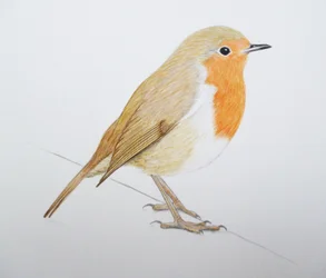 Robin, 2011 (acquerello e matita)