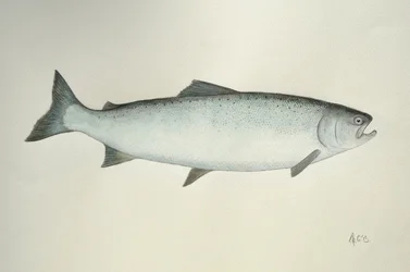 Salmone, 2013 (acquerello e matita)