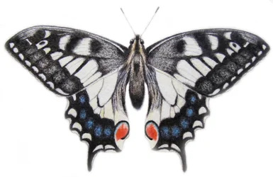 Coda di rondine, 2012 (acquerello e matita)
