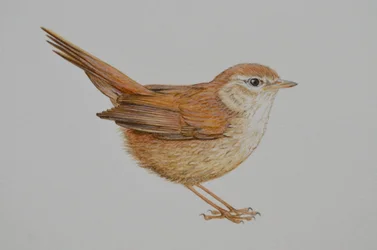 Warbler, 2023