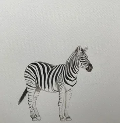 Zebra, 2018 (matita acquerellata e pittura)
