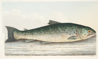 Trota salmonata da Berwick on Tweed, da Un trattato sui pesci e sugli stagni, pub. 1832