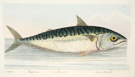 Lo sgombro, da Un trattato sui pesci e sugli stagni, pub. 1832