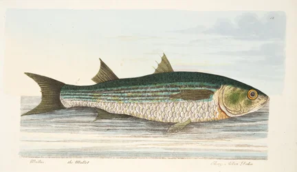 Il cefalo, da Un trattato sui pesci e sugli stagni, pub. 1832
