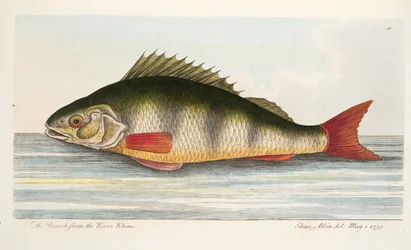 Il persico dal fiume Reno, da Un trattato sui pesci e sugli stagni, pub. 1832