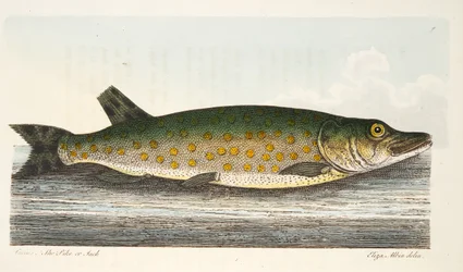 Il luccio, da Un trattato sui pesci e sugli stagni, pub. 1832