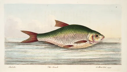 Il rutilo, da Un trattato sui pesci e sugli stagni, pub. 1832