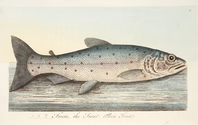 La trota, da Un trattato sui pesci e sugli stagni, pub. 1832