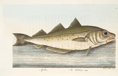 Il merlano, da Un trattato sui pesci e sugli stagni, pub. 1832