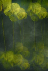 Fiori verdi eterei