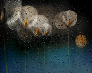 Calla sotto la pioggia