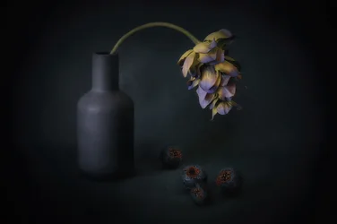 Fiore ombreggiato e bacche