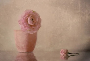 Fiore di ranuncolo rosa tenue
