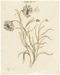 Garofani