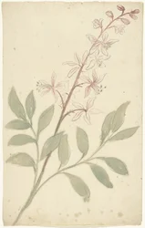 Studio di fiori