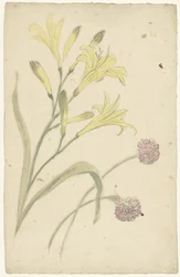 Studi di fiori di un giglio giallo e di una cipolla in fiore
