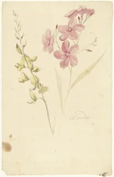 Oleandro e ginestra