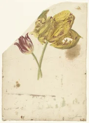 Studio di due tulipani