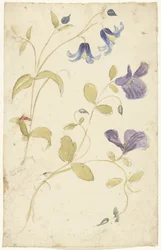 Studi di fiori viola e blu