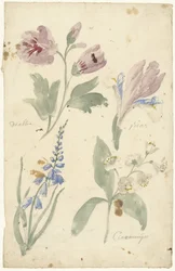 Studi di fiori tra cui un