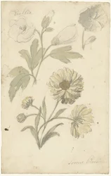 Studi di girasoli e dialtia