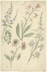 Quattro studi di fiori rosa e blu