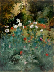 Papaveri