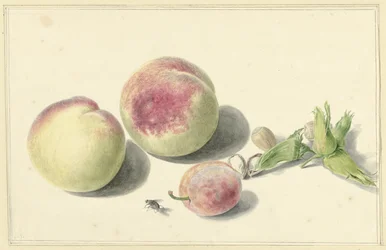 Pesche, noci, una prugna e una mosca