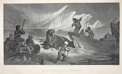 Caccia al tricheco al largo di Pikantlik, illustrazione da 