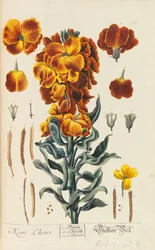 Herbarium Blackwellianum emendatum et auctum, 1754-1773
