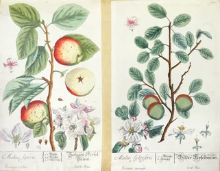 Mele, Malus Sativa e Malus Sylvestris, da 