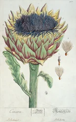 Carciofo, da 
