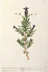 Lavanda francese, tavola 241 da 