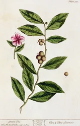 Tè verde, tavola 351 da 