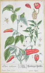 Pepe della Guinea (Piper Indicum) tavola 129 dall