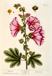 Malvarosa, tavola 54 da 