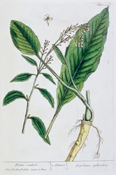 Rafano