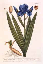 Iris, tavola 69 da 