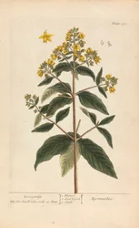 Lysimachia (Loosestrife), tavola 278 da 
