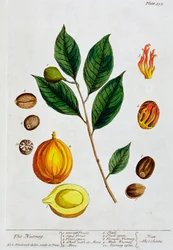 Noce moscata