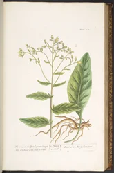 Tavola 102, da 