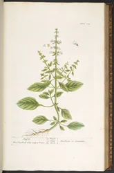 Tavola 104, da 