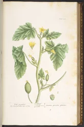 Tavola 108, da 