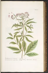 Tavola 110, da 