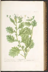 Tavola 111, da 