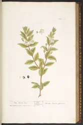 Tavola 114, da 