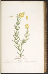 Tavola 115, da 